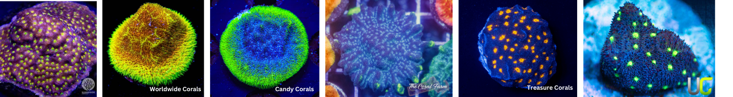 Images with Psammocora Corals